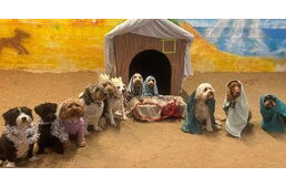 Betlehem kutyákkal - Bájos fotók készültek egy angliai kutyanapköziben