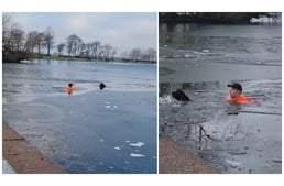Hétköznapi hős: beugrott a jeges vízben rekedt kutya után, hogy megmentse életét