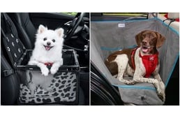 Biztonságban az autóban – 6 tipp, hogy kutyád is jól érezze magát kocsikázás közben