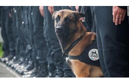 A terrorizmus a kutyákat sem kíméli Franciaországban 
