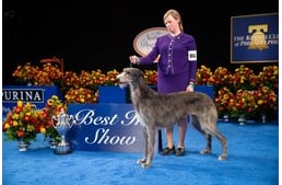 Történelmet írt Amerika legszebb kutyája: Claire, a skót szarvasagár ismét Best In Show lett