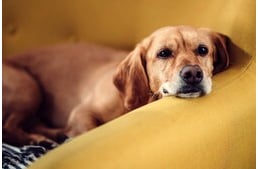 Cukorbetegség kutyáknál – 10 jellemző tünet