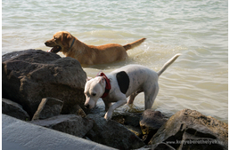 Állandó kutyastrand a Balaton-parton? 