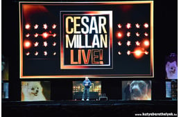 "Az embereket nevelem - a kutyákat rehabilitálom" - Cesar Millan Live Budapesten!