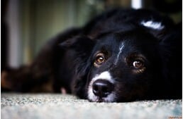 Daganatos betegségek kutyáknál - A rák 6 leggyakoribb típusa