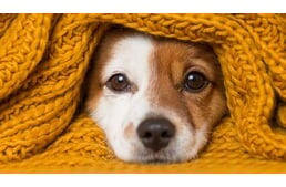 Borongós hangulat - kutyáknál is felléphet depresszió az őszi és téli hónapokban?