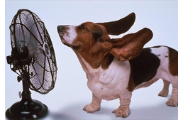 Hogyan hűtsük kutyánkat a hőségben? - Tavakkal, és fürdési lehetőségekkel