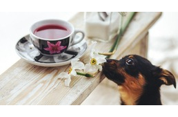 Finomság egy csészében - Ihatnak a kutyák teát?