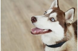 5 dolog, amit nem tudtál a kutyák fogairól