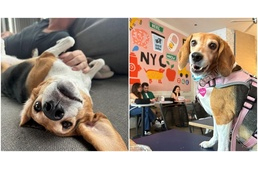 Egy évvel mentése után ilyen boldog életet él a kísérleti telepről gazdisodott beagle