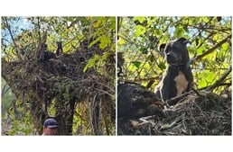 Egy fán üldögélve várta a kutya, hogy megmentsék, miután elsodorta a hurrikán