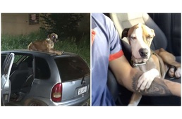 Egy kóbor kutya feküdt az ellopott autó tetején, és hűségesen védte mindenkitől