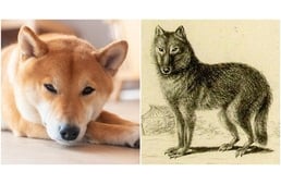 A mára már kihalt japán farkas adhat magyarázatot a kutyák eredetére