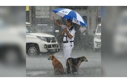 Egy rendőr esernyője alatt lelt menedékre két kóbor kutya a szakadó esőben