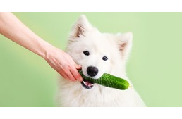 Ehet a kutya uborkát?