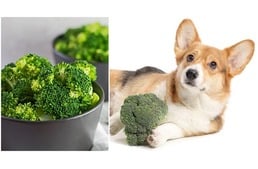 Ehet a kutyám brokkolit?