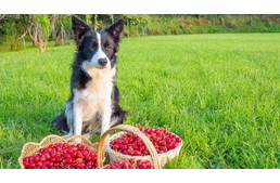 Ehetnek a kutyák cseresznyét?