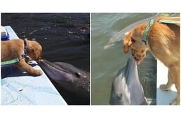 Puszival köszöntik egymást: életre szóló barátságot kötött egy delfin és egy kutya
