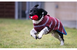 Színes pulóverek az árva kutyáknak a könnyebb gazdikeresésért