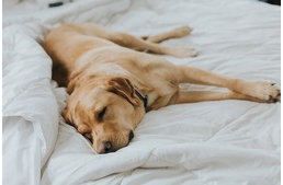 Felébresszük kutyánkat, ha úgy érezzük, rosszat álmodik?