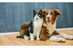 Feromonok segíthetnek a kutyáknak és macskáknak a békés együttélésben