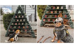 Finom falatokkal várja az adventi naptár a kutyusokat egy kanadai ház előtt