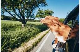 Floridában betiltanák, hogy utazás közben a kutyák kidughassák fejüket a kocsi ablakán