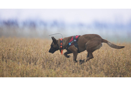 Farkasok után is kutathatnak az MME méreg- és tetemkereső kutyái