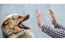 Csókakőn több mint kétmillió forintra büntettek egy kutyatartót