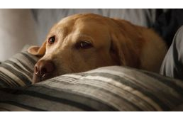 Amerika: a kutyákat is veszélyezteti az influenza