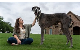 Guinness Rekordok - Zeus, a kedves német dog lett a Világ Legnagyobb Kutyája