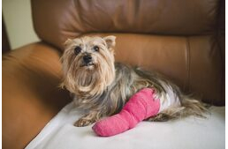 Gyakori sérülések kutyáknál – 2. rész