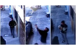 Gyors reakciójának hála időben elkapta a férfi az ablakból kizuhanó kutyát