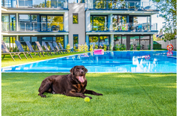 Minősített szálláshelyek is indultak az Év kutyabarát helye díjért Minősített szálláshelyek is indultak az Év kutyabarát helye díjért