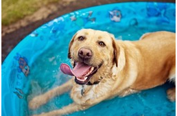 Így éld túl kutyáddal a nyár legmelegebb napját! 
