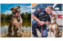 Harcoltatták, majd altatni akarták – ma a tűzoltóságnál segít a szuperszimatú kutya