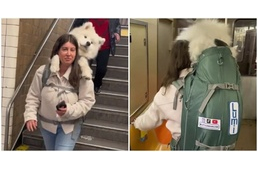 Hátizsákban utaztatja 26 kilós kutyáját - Így cselezi ki a New York-i metró szabályát a leleményes gazdi