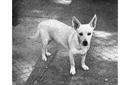 Hawaii az Egyesült Államok 50. tagállama és a Hawaiian Poi Dog