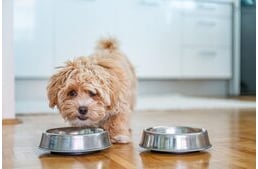 Ízlelés kutyáknál – Hogyan érzik kedvenceink az ízeket?