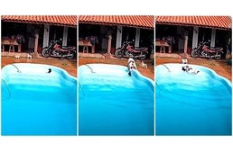Hős pitbull - Kimentette a medencébe esett kis barátját a vízből