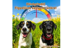 Hőségriadó - figyeljünk kedvenceinkre!