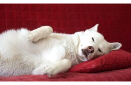 Légkondicionálás, klíma, hűvös levegő otthon – Hogyan hat a kutyákra?