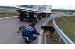 Autópályáról mentettek két kutyát a rendőrök