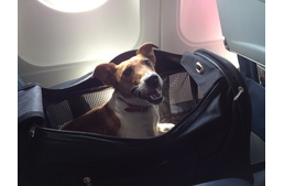 Így utazz kutyáddal az Air Malta járatain