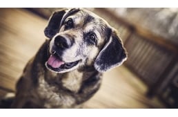 Idős kutya a családban – 6 tipp az egészségesebb és boldogabb nyugdíjas évekhez