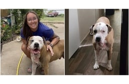 Igazi csoda – 7 év után került elő a kutya, akit elloptak otthonából