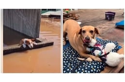 Így örültek a kutyák a plüssöknek, miután az árvízben mindenüket elvesztették
