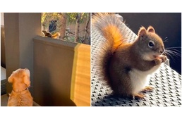 Így várja a golden retriever a kertjükben élő mókusok látogatását minden áldott nap
