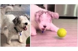 Imádnivaló videón az öregecske vak kutyus, ahogy kedvenc labdáját kergeti
