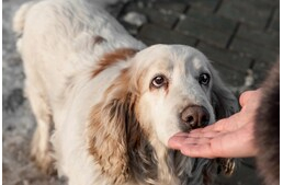 Ismerkedés kutyával – kezünk odanyújtásánál jobb módszer is létezik